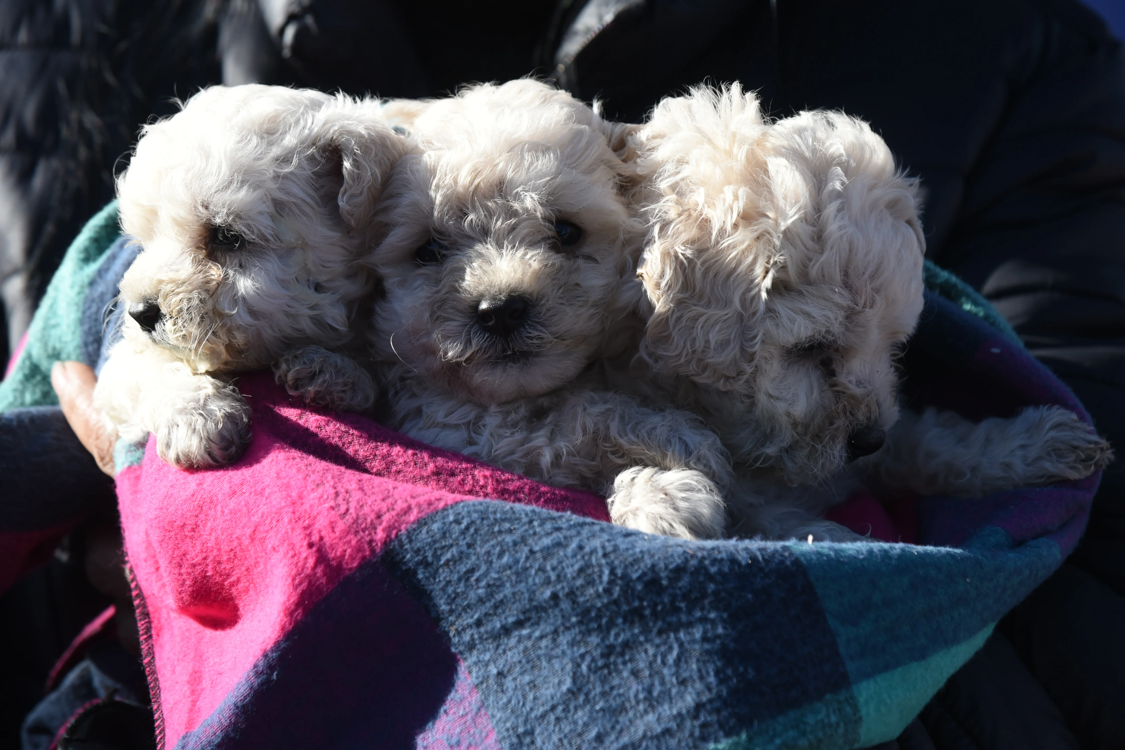 Día Mundial del Perro: el Municipio brindará servicios de castración y atención veterinaria gratuita en el Parque Avellaneda y Villa 9 de Julio