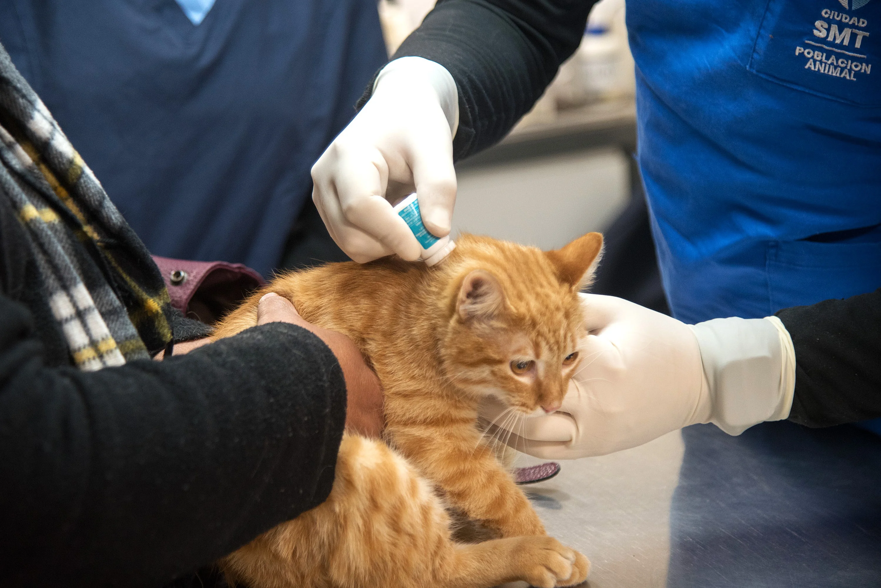 Dónde se brindará el servicio gratuito de castración para animales de compañía, del 27 al 31 de julio