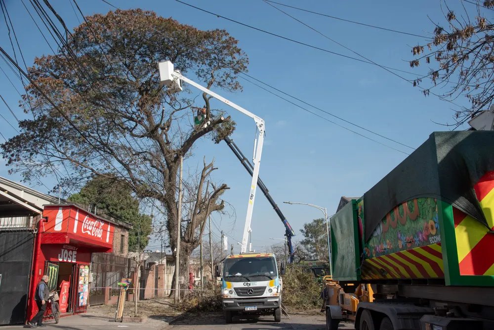 poda de arbol barrio el bosque 3