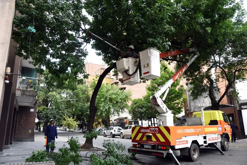 Arbol portada