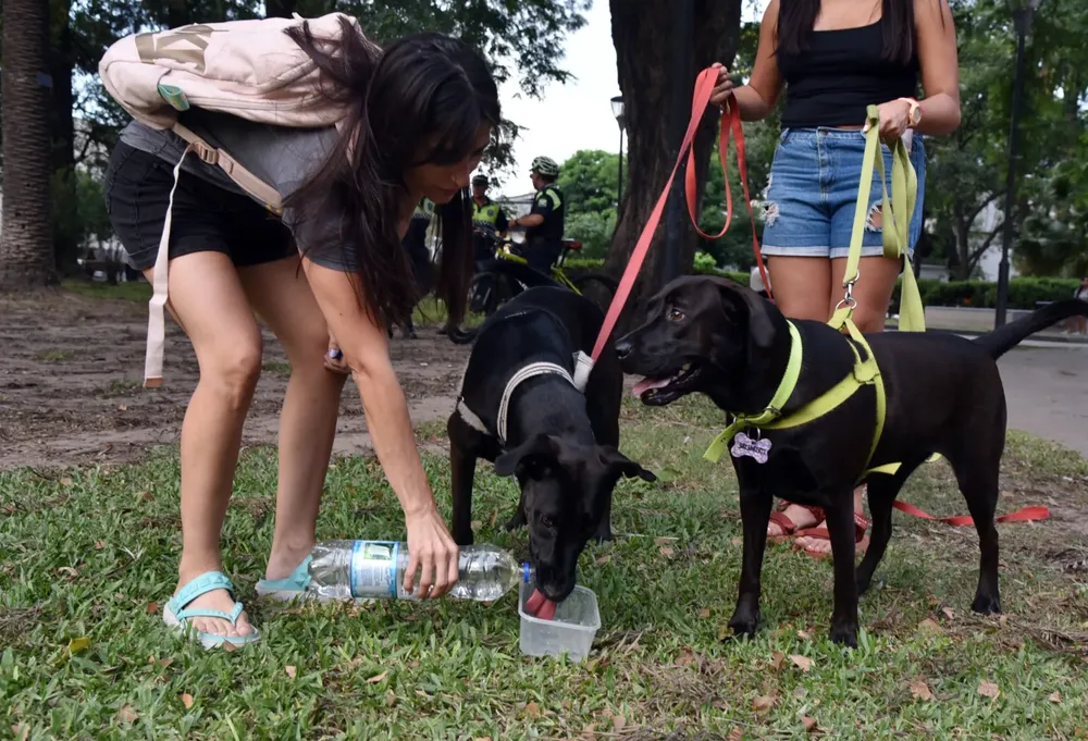 CuidadoAnimal2024-02-08 at 21.18.07