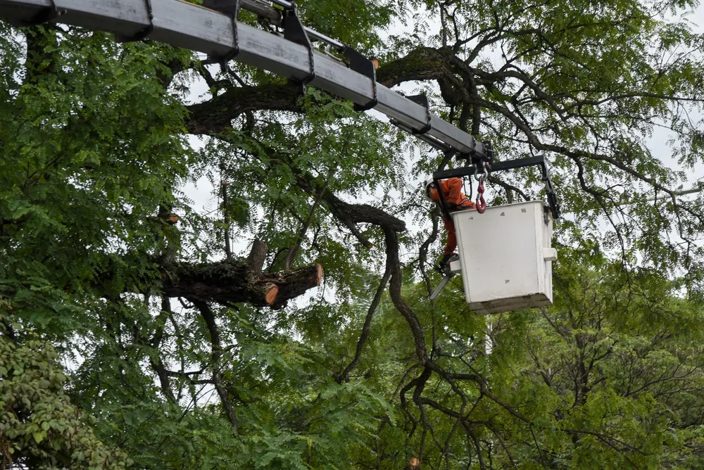 WhatsApp Image 2024-12-02 at 11.48.02 AM (1)