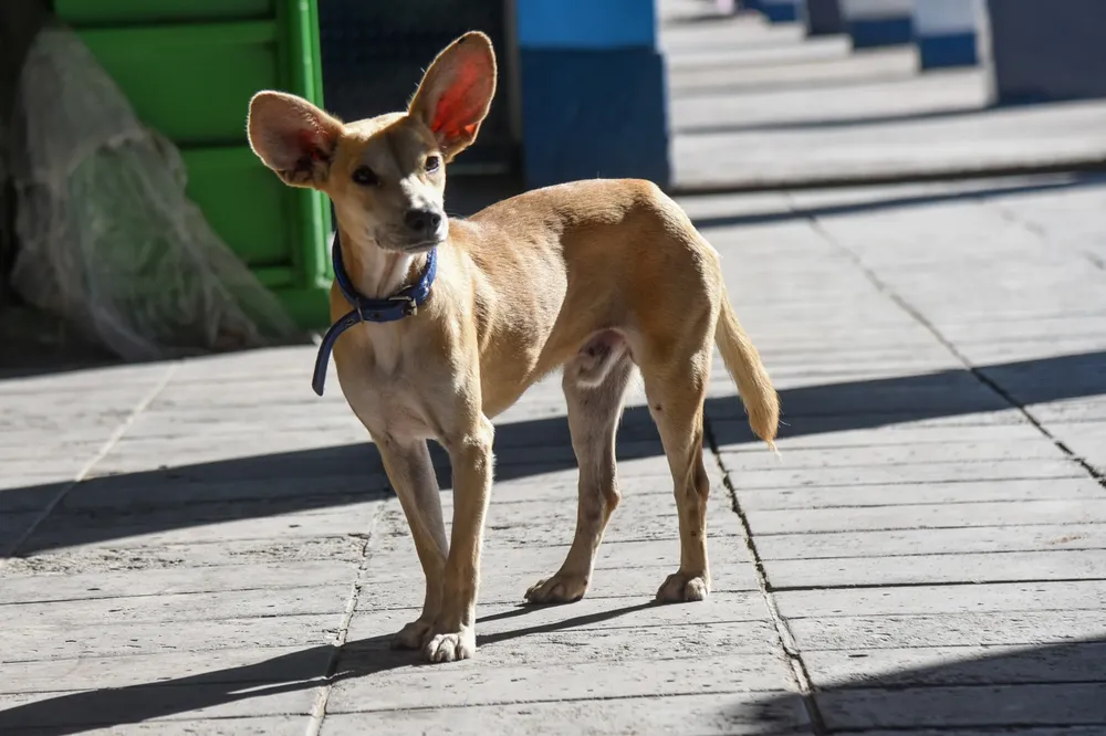 WhatsApp Image 2025-04-03 at 1.19.06 PM (1)