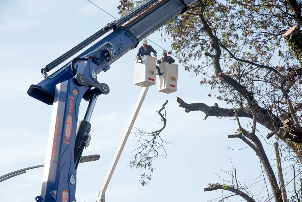 poda de arbol barrio el bosque 2