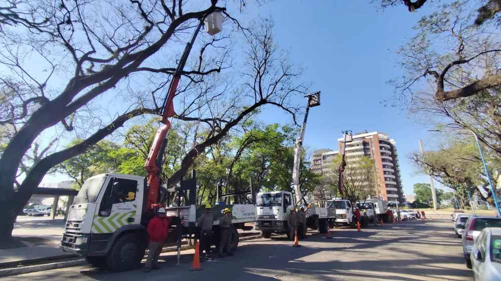 2025 poda arbolado parque avellaneda (4)