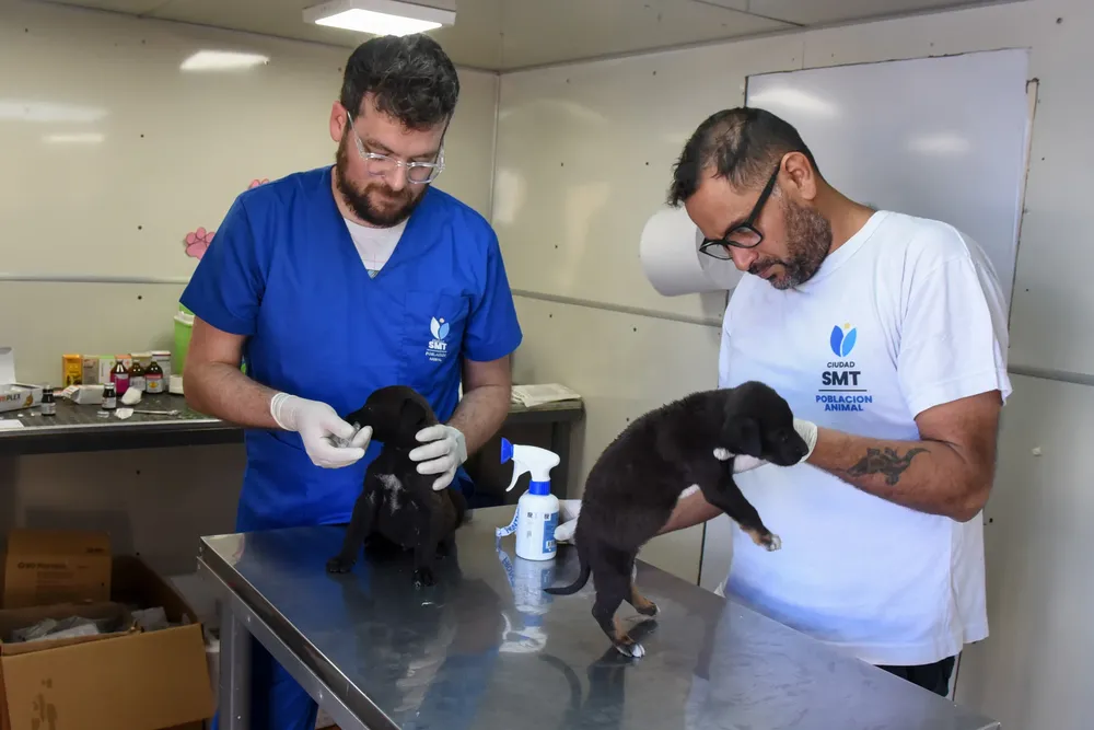 Población animal SMT - Barrio Sutiaga (7)