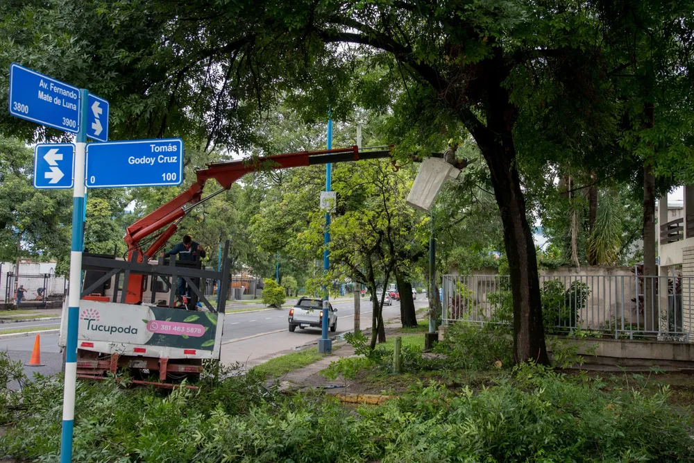 2026 poda preventiva Mate de Luna Arbolado (1)