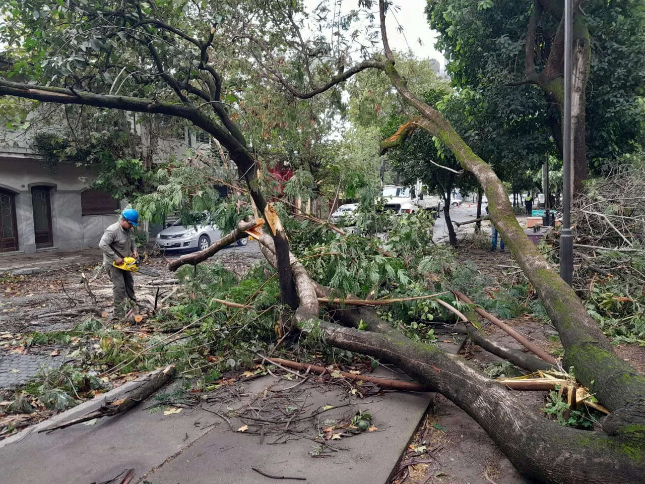 DC Árboles caidos32024-02-06 at 09.55.04