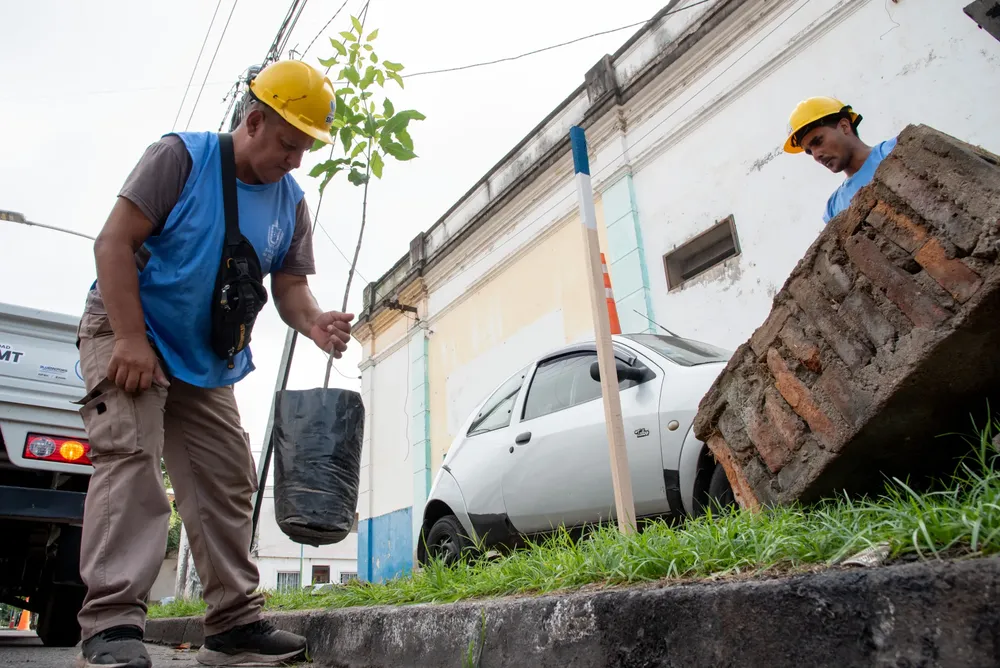 2025 operativo poda y extracción de árbol escuela Gabriela Mistral 2