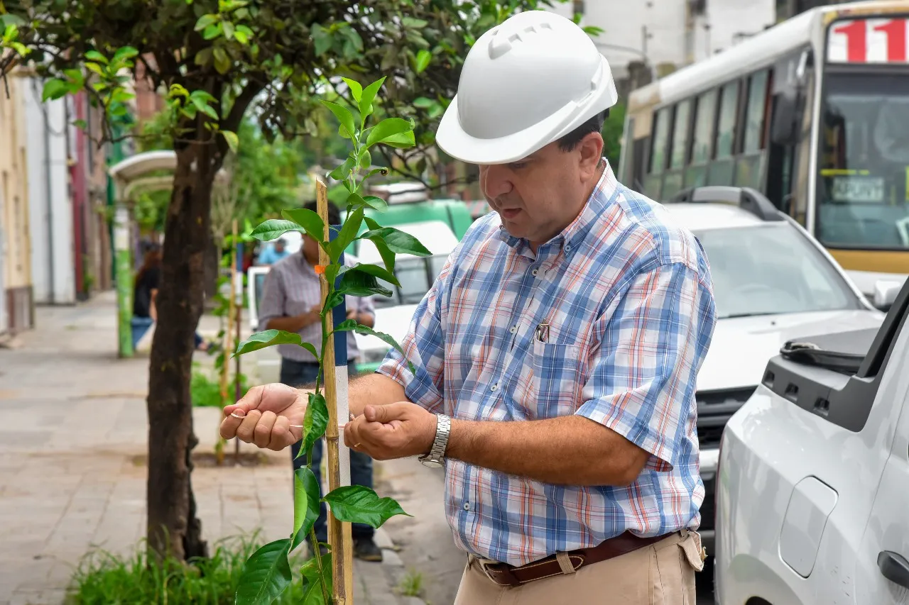 Naranjos en la General PazWhatsApp Image 2024-01-19 at 10.56.54
