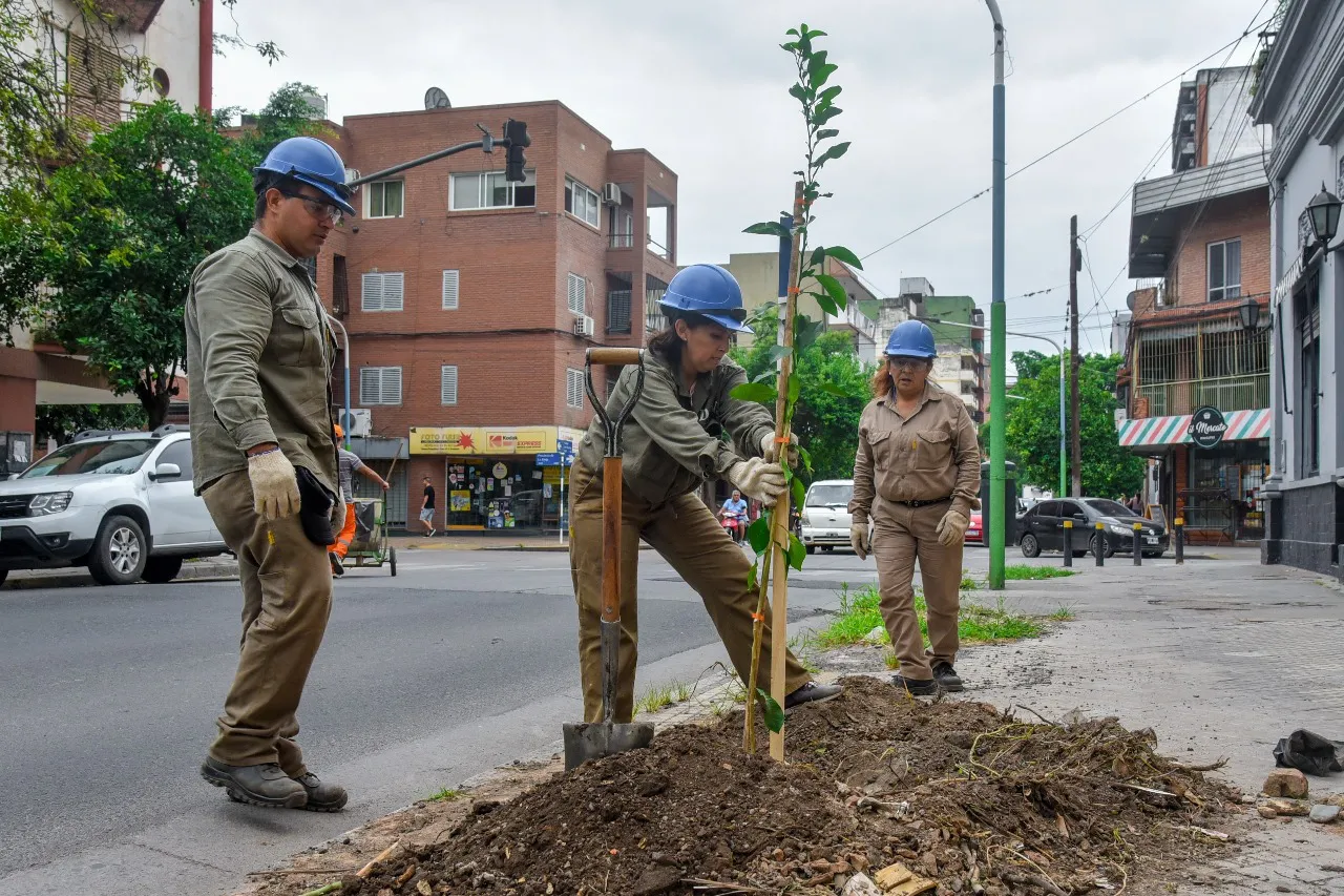 Naranjos en la General PazWhatsApp Image 2024-01-19 at 10.56.56