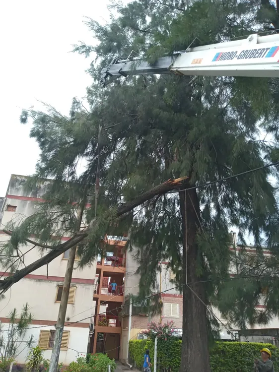 DC Árboles caidos52024-02-06 at 09.55.05