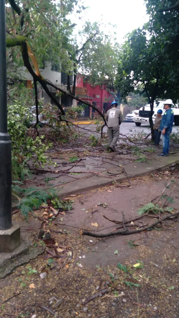 DC Árboles caidos2024-02-06 at 09.54.36