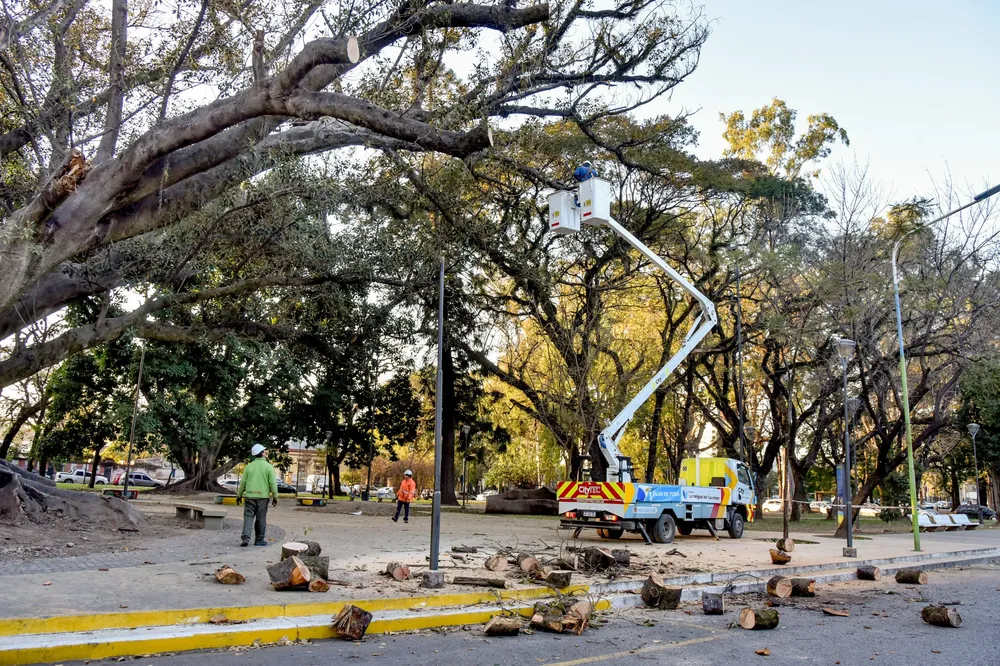 plan de poda responsable gomero 5