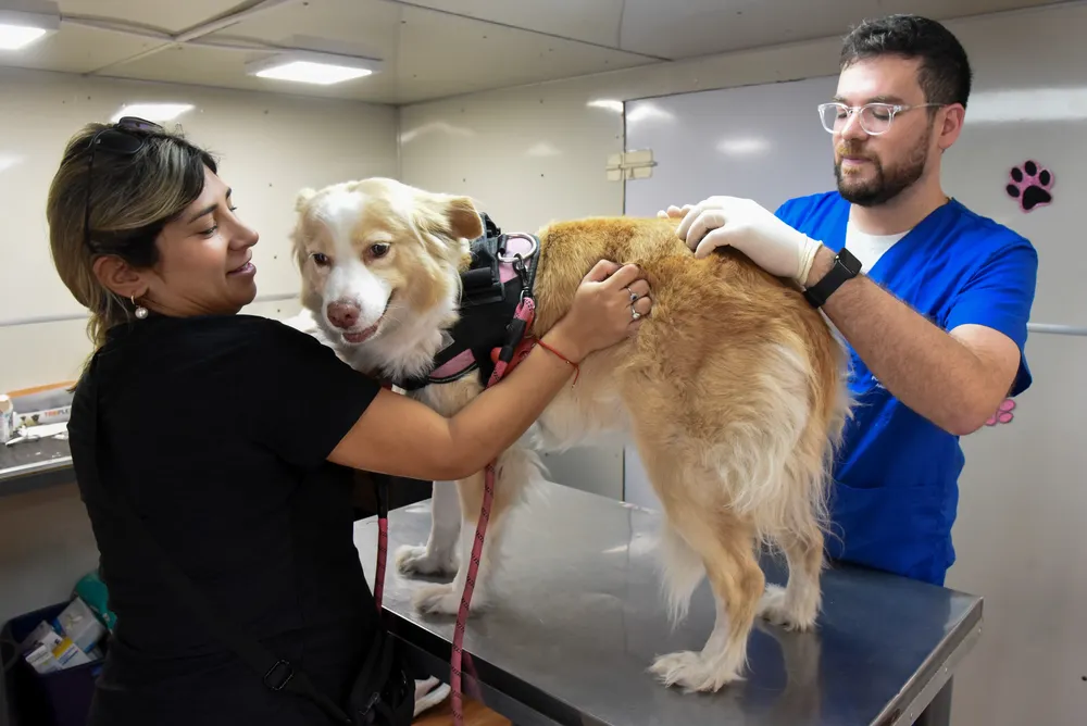 Poblacion Animal Plaza Alberdi (4)