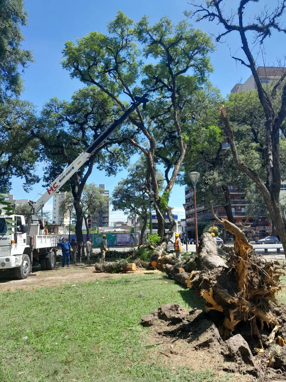 ArboladoB2024-02-06 at 17.42.39