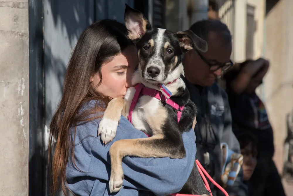 2026 castración población animal perro
