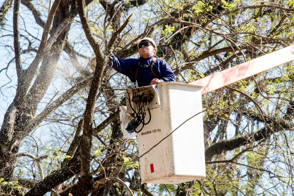 2025 poda arbolado parque avellaneda (1)