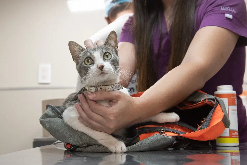 multimedia.grande.98edcab604fd881e.V2hhdHNBcHAgSW1hZ2UgMjAyNC0xMC0yNSBhdCAxLjJfZ3JhbmRlLndlYnA=