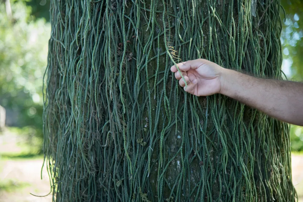 2026 censo de arbolado último dia (4)