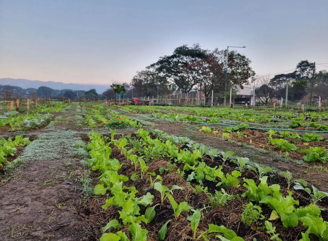 Huerta municipal avenida Adolfo de la Vega 500 (1)