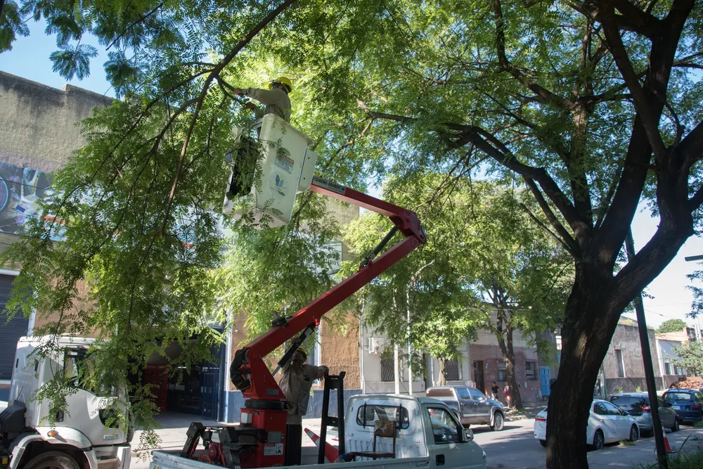 2026 Fernando Juri en Parque El Provincial poda y limpieza (2)