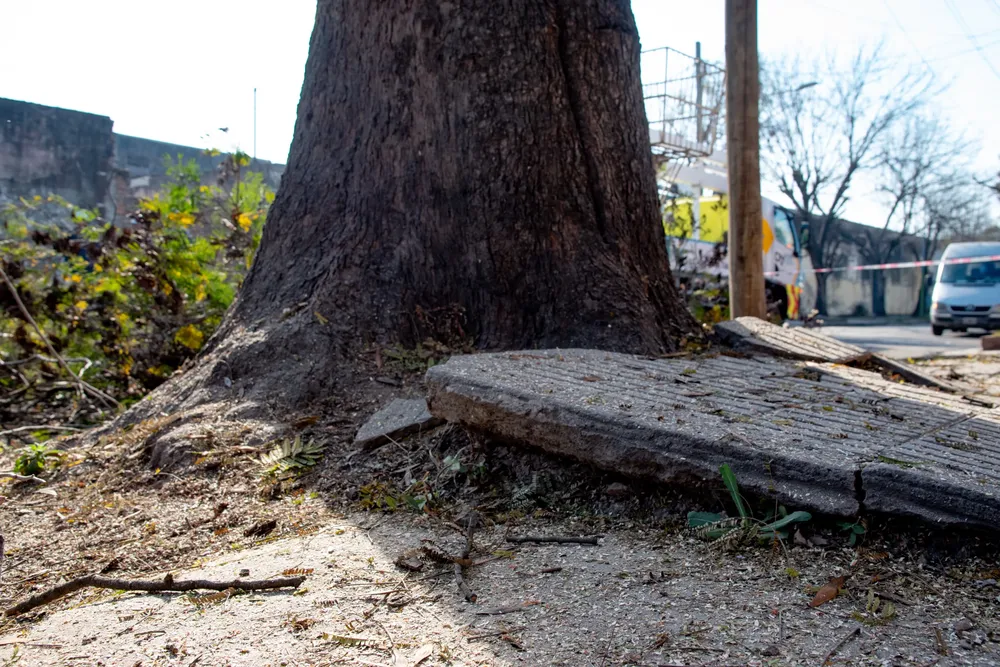 poda de arbol barrio el bosque 5