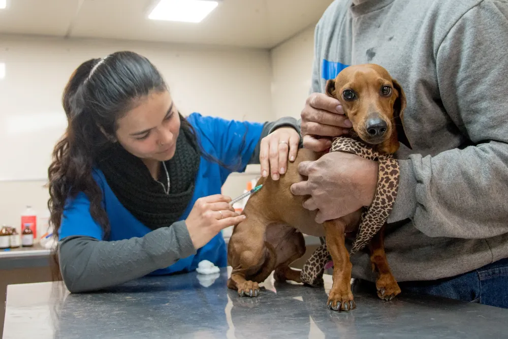 campaña salud animal plaza urquiza 3