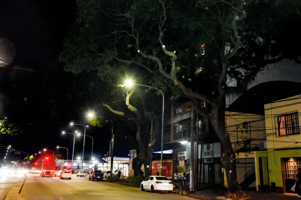 2025 poda para mejorar el alumbrado de avenida Colón (1)