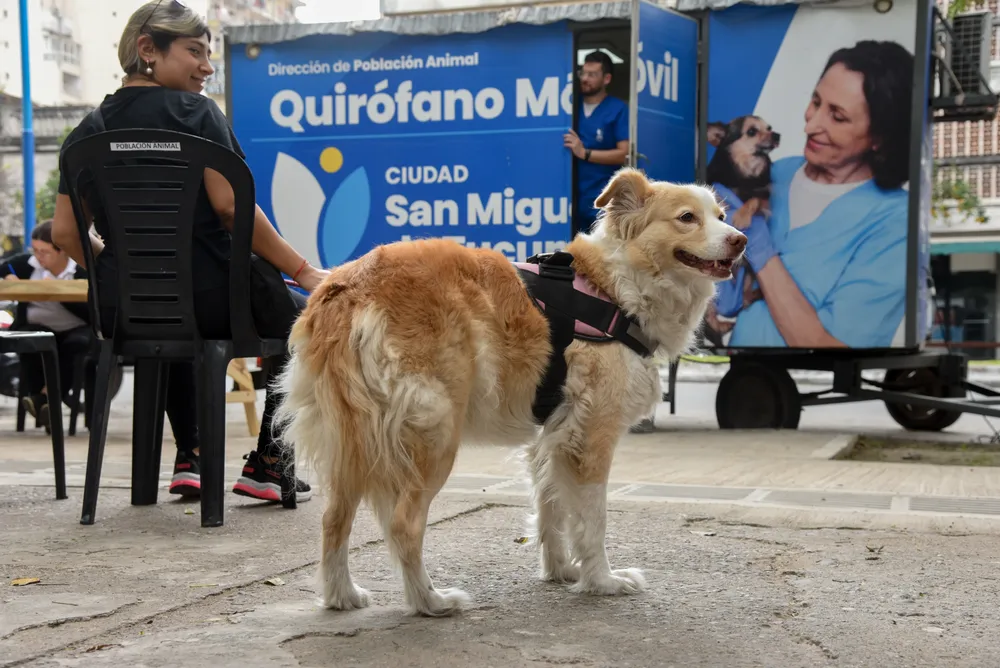 Poblacion Animal Plaza Alberdi (2)