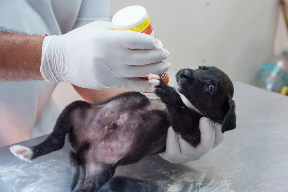 WhatsApp Image 2024-10-17 at 12.21.02 PM (2)