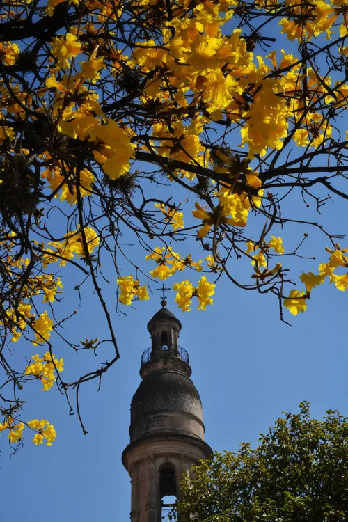 238 Santo Domingo - Naser alfredo Nicolas smtenflor
