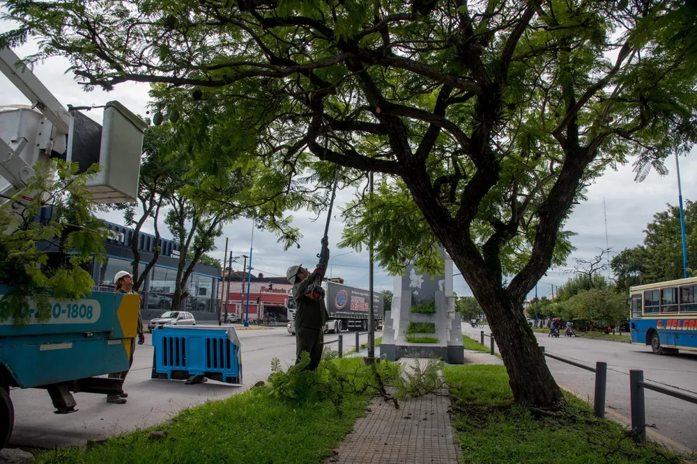 2026 poda arbolado avenida Kirchner (2)