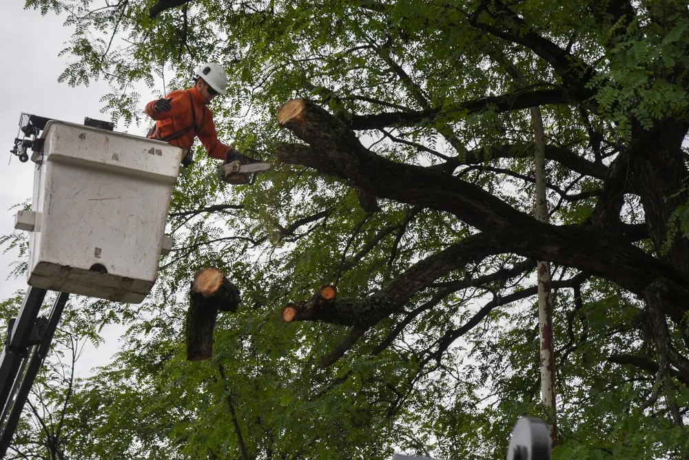 WhatsApp Image 2024-12-02 at 11.48.03 AM