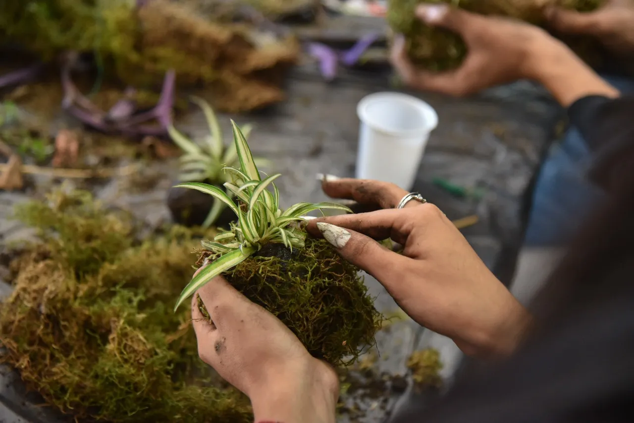 KokedamaWhatsApp Image 2024-04-16 at 12.55.11