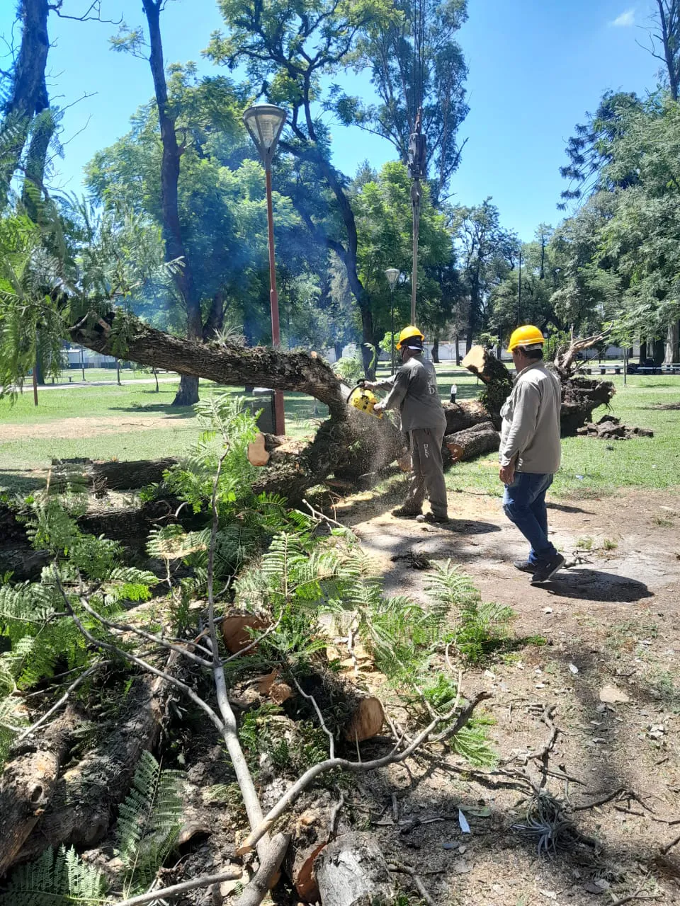 ArboladoC2024-02-06 at 17.42.40