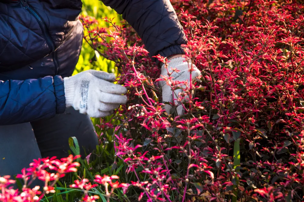 revalorización rotonda san cayetano espacios verdes 11