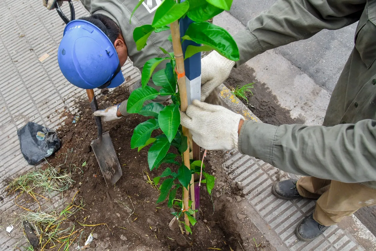 Naranjos en la General PazWhatsApp Image 2024-01-19 at 10.56.55