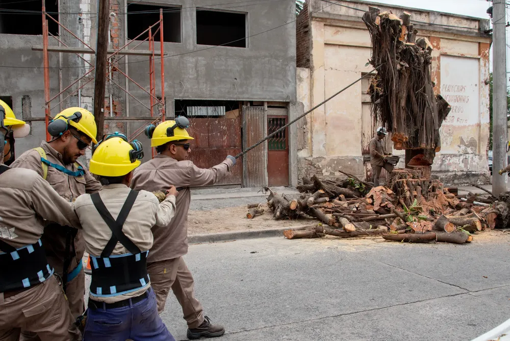 2025 operativo poda y extracción de árbol escuela Gabriela Mistral 1