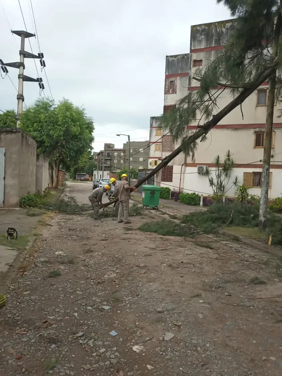 DC Árboles caidos42024-02-06 at 09.55.04