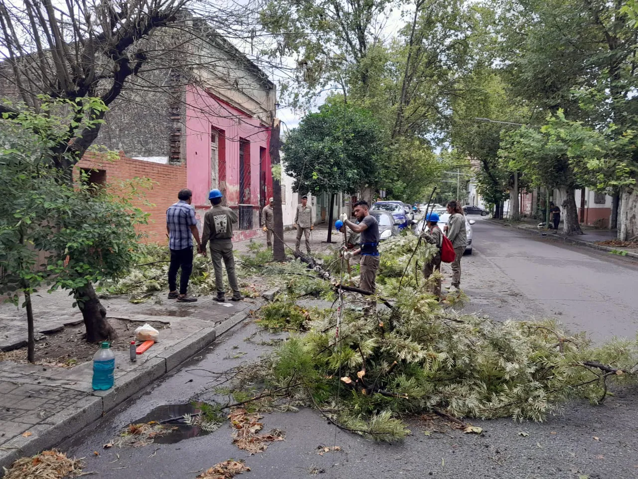 DC Árboles caidos22024-02-06 at 09.54.52