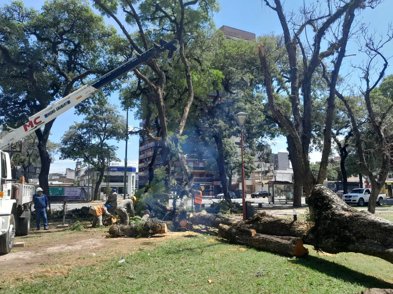 Arbolado2024-02-06 at 17.42.39