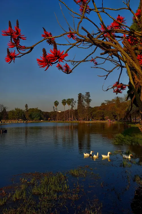 smt en flor primer premio sofía melina ruiz lago