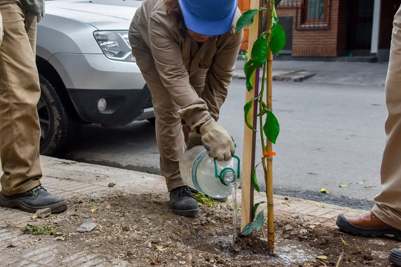 Naranjos en la General PazWhatsApp Image 2024-01-19 at 10.56.56 (1)