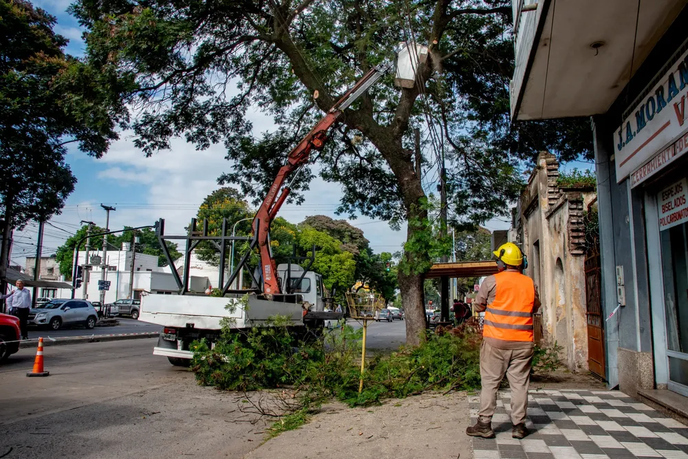 2025 poda para mejorar el alumbrado de avenida Colón (3)