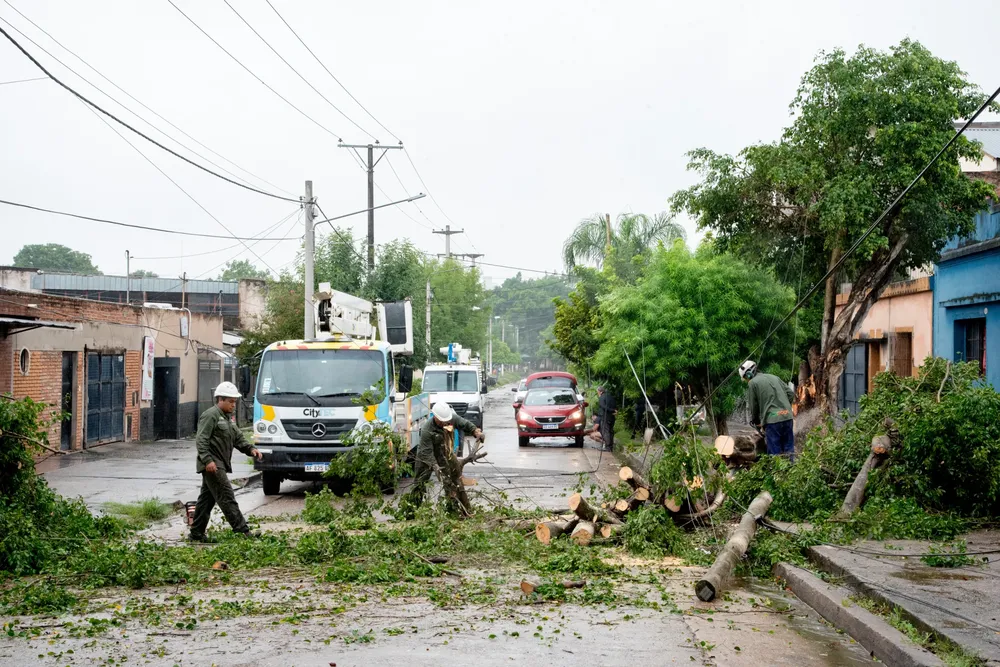 2026 operativo árboles temporal (2)