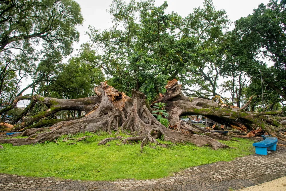 2026 operativo gomero caido (4)