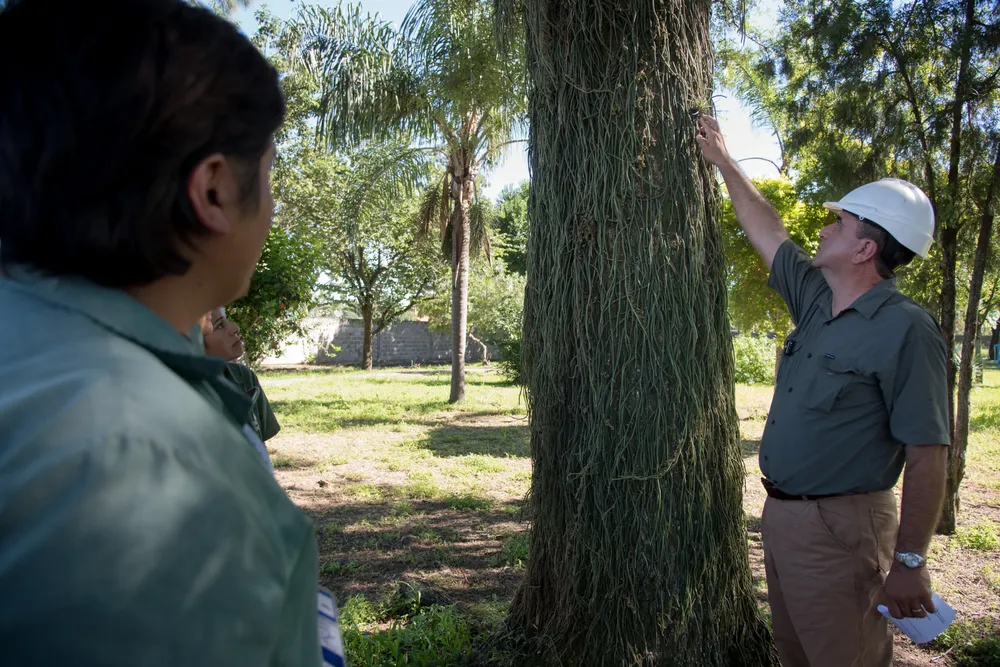 2026 censo de arbolado último dia (3)
