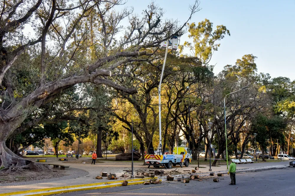 plan de poda responsable gomero 2