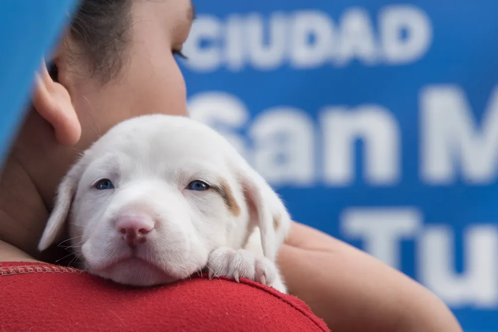 Operativo Población Animal Portada